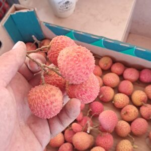 Litchi