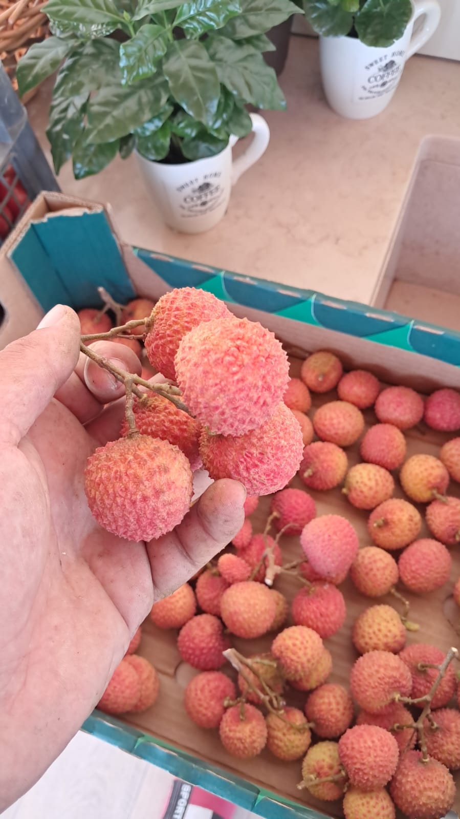 Litchi