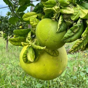 Pomelo