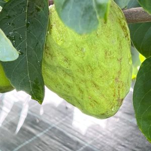 Annone Cherimoya