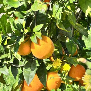 Arance navel