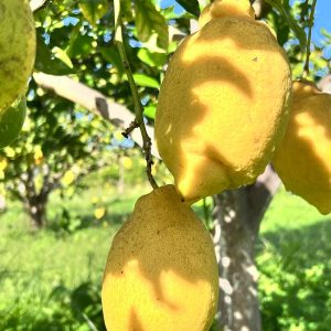 Limone