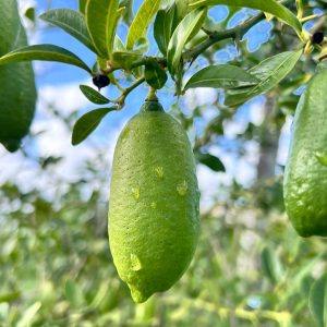 Limone caviale (Finger lime)