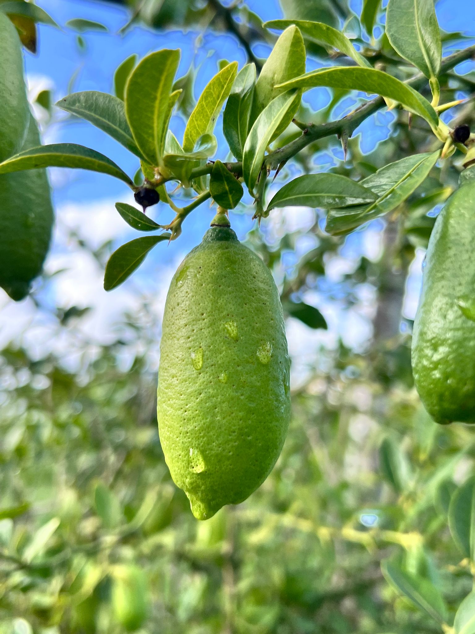 Limone caviale (Finger lime)