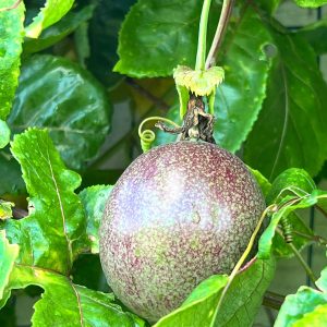 Passiflora Edulis Maracuja