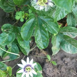 Pianta Passiflora Edulis Maracuja