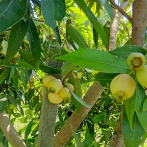 Melarosa ( Syzygium jambos )