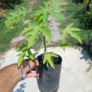 Carica Papaya