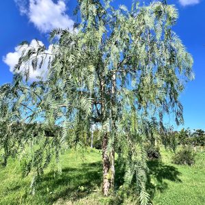 Albero del pepe rosa (schinus molle)