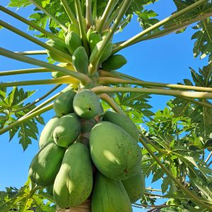 Papaya