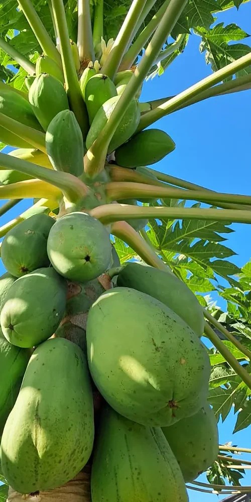 frutta-tropicale-nostra-azienda-agricola-scolaro-fabio